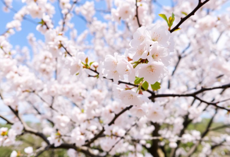 🌸 Сакура: весенний символ Японии и его тайны